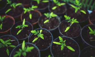 Why should you have a greenhouse in your garden?